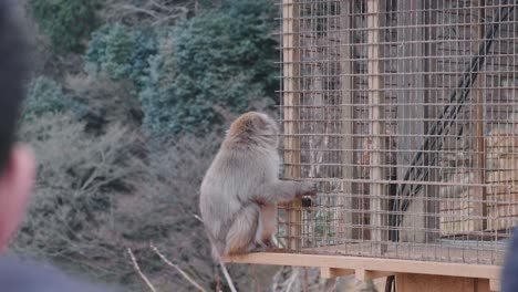 A-large-Macaque-monkey-waiting-to-be-fed-at-the-Arashiyama-Monkey-Park-Iwatayama,-in-Kyoto,-Japan