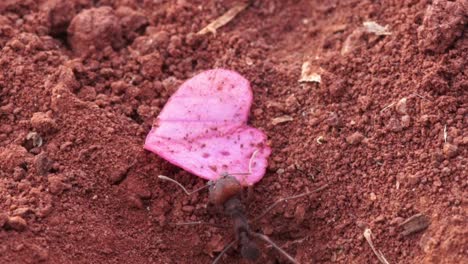 Ant-carries-a-heart-shaped-piece-of-flower-on-the-ground,-leaves-it-on-the-ground-and-leaves-the-scene