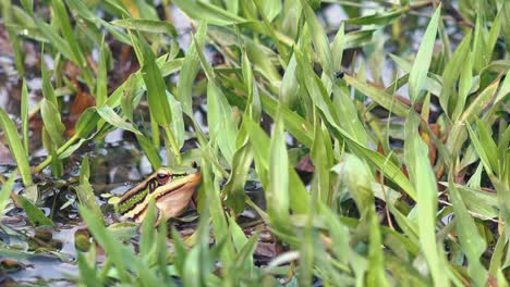 Exterior-Zoom-Out-Shot-of-Green-Frog-in-the-water-surrounded-by-Green-Water-Plants-for-Camouflages-With-a-Small-Beetle-Crawling-on-a-Leaf-in-the-Daytime