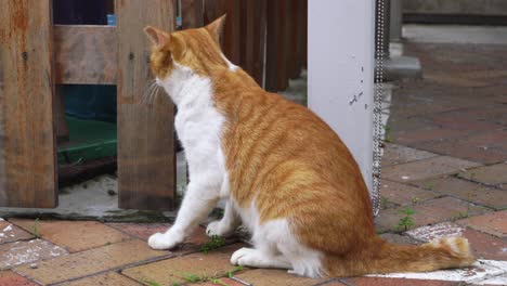 Side-view-of-brown-and-white-stray-cat