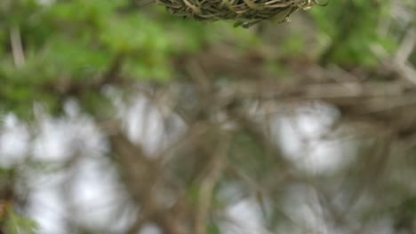 Male-Southern-Masked-Weaver-hanging-from-its-nest