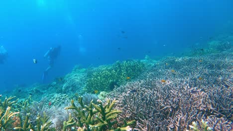 Coloridos-Corales-Acropora-Que-Se-Extienden-Sobre-Un-Gran-Arrecife-Con-Algunos-Buzos-En-La-Distancia