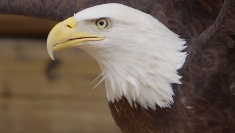 bald-eagle-looks-around-close-up-super-slow-motion