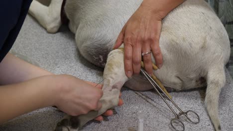 Nahaufnahme-Der-Blutentnahme-Eines-Großen-Hundes-In-Der-Tierklinik