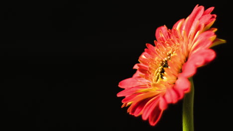 Gerbera-Daisy-close-up-and-blossoming