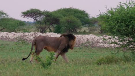 Black-maned-Lion-Walking-On-The-Grassy-Field-In-Nxai-Pan-In-Botswana-Towards-The-Green-Bush-Plant---Panning-Shot