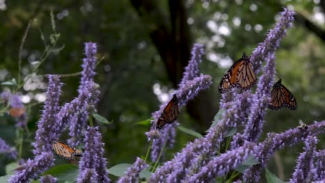 Monarchfalter-Trocknen-Ihre-Flügel-Auf-Lila-Schmetterlingsstrauchblüten-Im-Grünen-Sommergarten