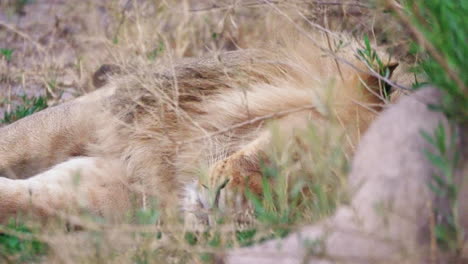 Tired-lion-lays-down-in-the-tall-grass-for-a-nap