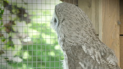 CLOSE-UP,-Great-Grey-owl-looks-at-the-world-outside-before-taking-off