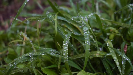 Dew-on-the-grass,-pan-closeup