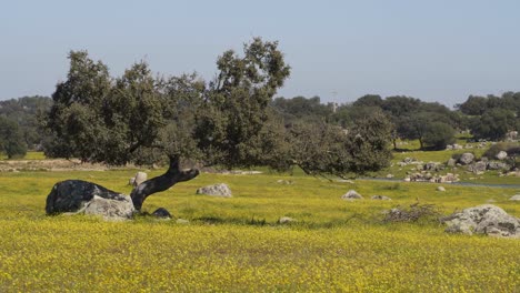 Alentejo-Landschaft-Mit-Olivenbaum-Und-Gelben-Blumen-In-Portugal