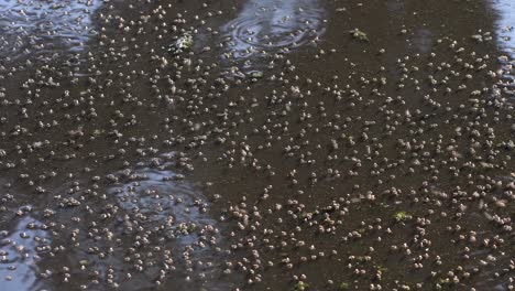 Swarm-Of-Flies-Floating-And-Flying-On-The-Dirty-Pond-Water-In-Firmat,-Santa-Fe,-Argentina---Medium-Shot