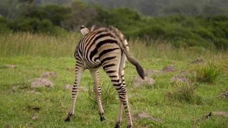 Full-shot-of-zebra-foal-walk-around-and-looks-over-grass,-cloudy-day