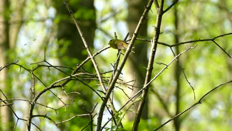 Pájaro-Curruca-Con-Capucha-Amarilla-Solo-En-Ramas-De-árboles-En-Hábitat-Natural,-Estático