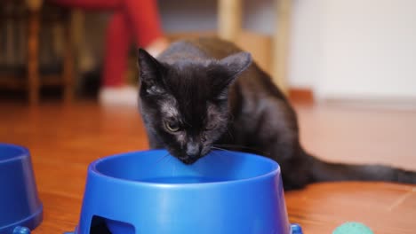 Schwarze-Katze-Trinkt-Wasser-Aus-Der-Schüssel