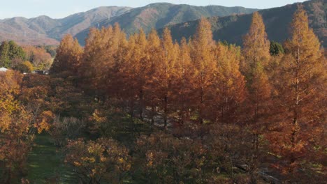 Autumn-Metasequoia-Namiki-road,-Shiga-Japan