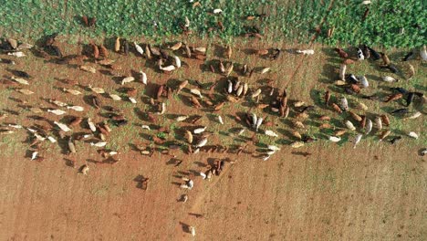 Aerial-view-of-strip-grazing-by-a-herd-of-cattle-with-movable-electrical-fencing-on-a-rural-farm,-South-Africa