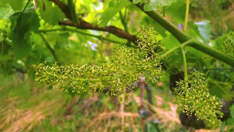 Closeup-of-a-blooming-vine-in-a-vineyard