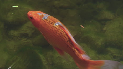 Koi-Fish-colored-orange,-white,-and-black-swim-through-the-greenish-waters-of-the-Japan-Zen-Pond