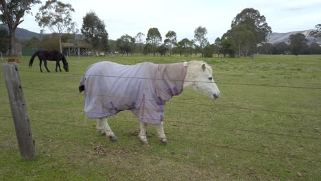 Kleines-Süßes-Weißes-Pony-Mit-Lila-Pferdedecke-Frisst-Gras-Im-Park-Im-Vorort-Von-Sydney