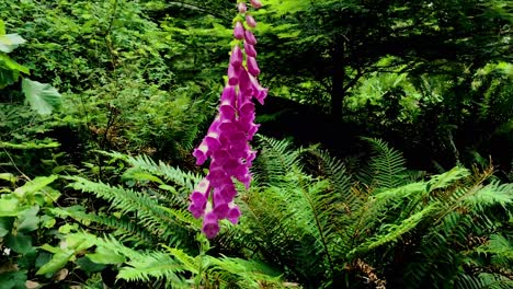Camera-Going-Up-a-Purple-Foxglove-surrounded-by-ferns-is-fondled-by-a-small-child's-hand