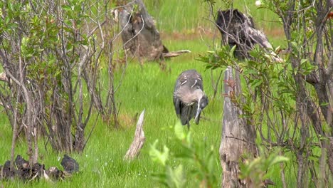 Great-blue-heron-cleaning-itself-in-a-grassy-marsh