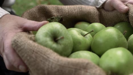 Hands-lifting-sack-of-ripe-green-apples-close-up-shot