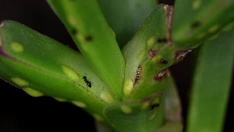 Tiny-ants-of-the-Brachymyrmex-genus-feed-from-liquid-secreted-by-cochineals-on-a-succulent-plant
