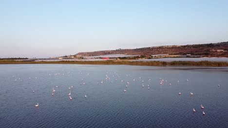 Zoom-in-of-Pink-Flamingos-lying-on-the-water-in-Vendicari-Natural-reserve,-Sicily,-Italy
