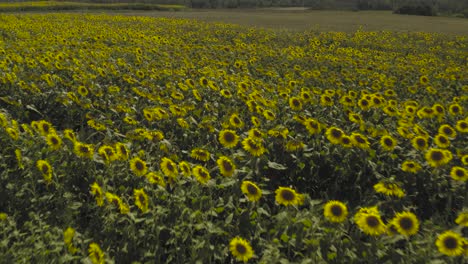 Sunflower-crop-growing-in-abundance-vibrant-Aerial-shot