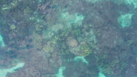 Perfect-clear-water-conditions-in-tropical-habitat-showing-beautiful-coral-reef