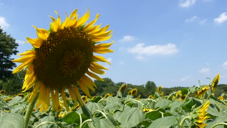 Sunflower-Fields-in-Tokyo,-Japan