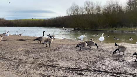 A-group-of-geese-and-swans-walking-around-in-mud-next-to-a-park-lake
