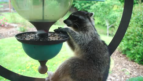 A-hungry-Racoon-feeding-from-a-bird-feeder-wide-shot
