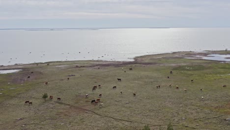 Cows-out-to-pasture-by-the-seashore