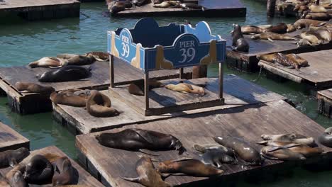 Slow-Motion-of-Seal-Flock-Relaxing-on-Wooden-Floats-at-Pier-39-San-Francisco-Bay-Harbor,-California-USA