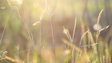 Das-Gras-Des-Feldes-Wiegt-Sich-Abends-Im-Wind-Mit-Einem-Goldenen-Licht