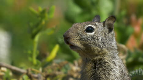 Squirrel-Chipmunk-closeup-in-field-with-grass-as-blurry-background-SLOWMO
