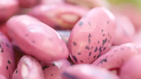 Rack-focus-to-macro-shot-of-scarlet-runner-beans