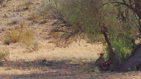 Gepard-Mit-Jungen-Schleppt-Einen-Beutekadaver-Unter-Einen-Baum