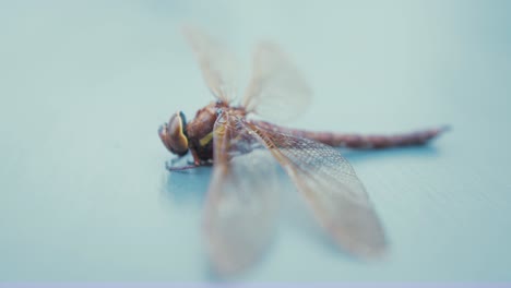 Brown-hawker-dragonfly-Aeshna-Grandis