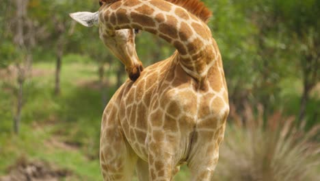 Giraffe-finishes-grooming-itself,-keeps-licking-mouth,-faces-camera