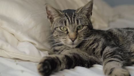 Young-tabby-cat-resting-on-bed-looks-into-camera-medium-shot