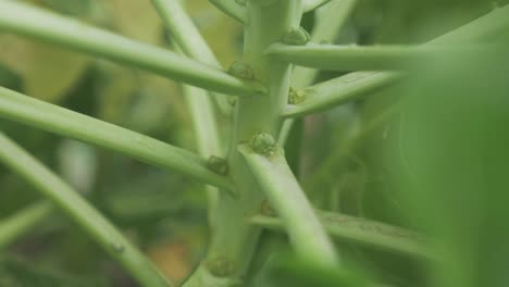 Tiny-young-Brussels-sprouts-growing-on-stalk