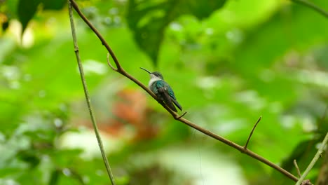 Small-green-tropical-bird-sitting-on-a-branch-and-extending-its-tongue