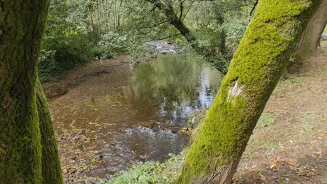 Ruhige-Szene-Eines-Kleinen-Flusses-In-Einem-Herrlichen-Urwald-Mit-Moosigen-Bäumen