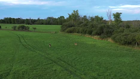 white-tail-deer-standing-in-field-super-slomo-aerial
