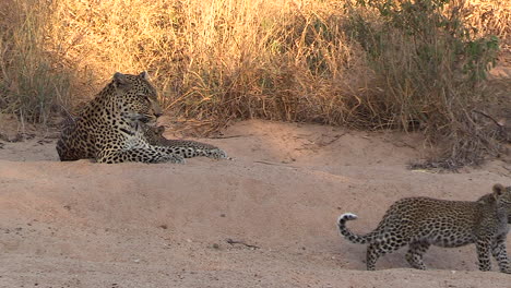 Leopardenjunges-Geht-Auf-Sandigem-Boden-Vom-Erwachsenen-Weibchen-Weg,-Herauszoomen