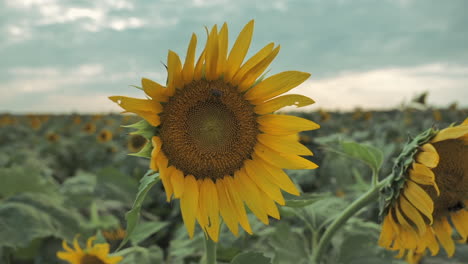 Static-slomo-shot-of-sunflower-with-bee-swaying-in-wind