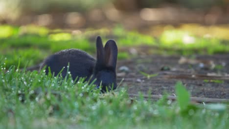 Black-Rabbit-Eating-Grass,-Close-Up